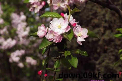 春满香夏txt下载