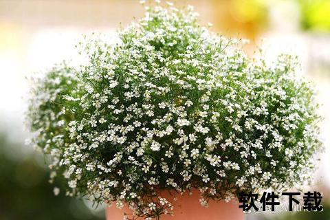 满天星下载指南：资源获取方法与安装使用全解析
